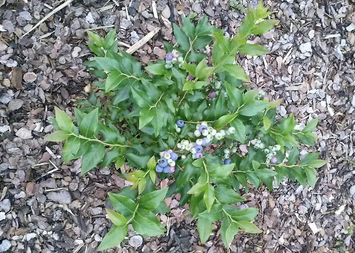 Апартаменты St. Nikola