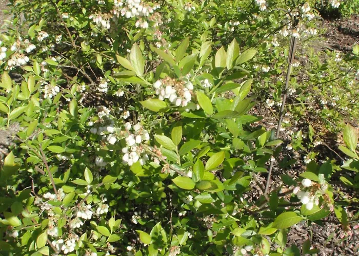 Апартаменты St. Nikola Sankt Nikola an der Donau