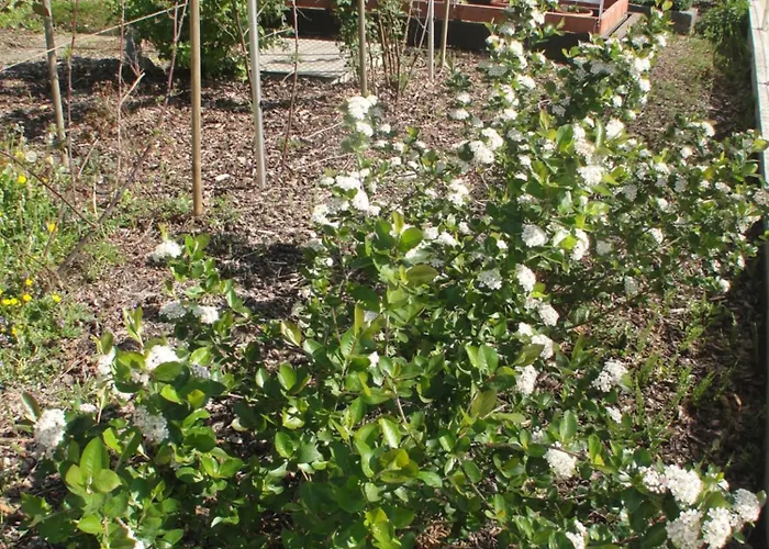 St. Nikola Апартаменты Sankt Nikola an der Donau