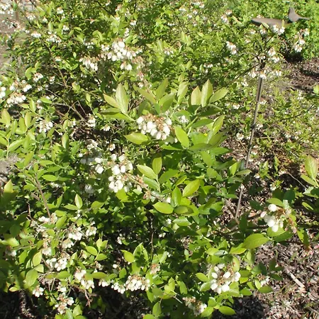 アパート St. Nikola Sankt Nikola an der Donau